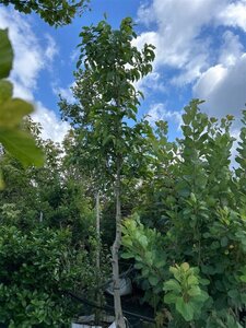 Magnolia kobus 300-350 cm cont. 70L