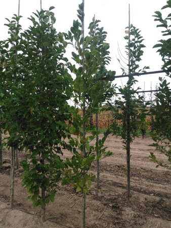 Magnolia kobus 6-8 cm met kluit geveerd - afbeelding 1