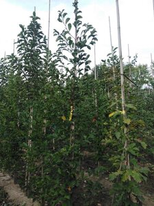 Magnolia kobus 6-8 cm met kluit geveerd - afbeelding 2