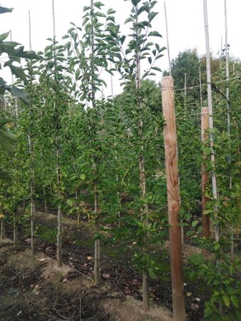 Magnolia kobus 8-10 cm met kluit geveerd - afbeelding 2