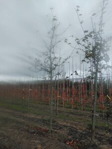 Malus 'Lemoinei' 20-25 Hoogstam draadkluit 3 X verplant - afbeelding 3