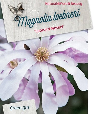 Magnolia loebneri 'Leonard Messel' 60-80 cm cont. 5,0L