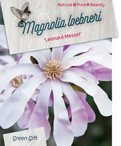 Magnolia loebneri 'Leonard Messel' 60-80 cm cont. 5,0L