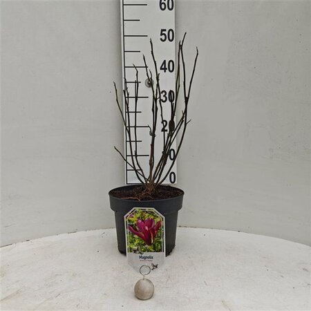 Magnolia l. 'Nigra' 50-60 cm cont. 5,0L