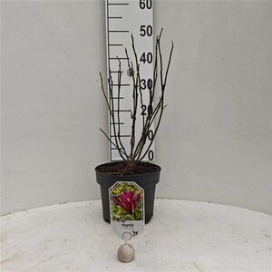 Magnolia l. 'Nigra' 50-60 cm cont. 5,0L