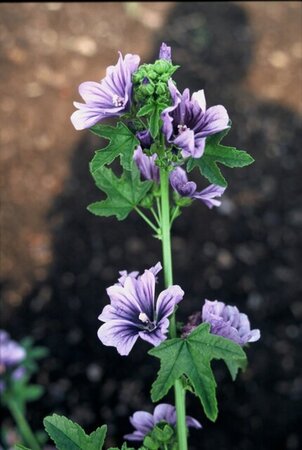 Malva sylvestris geen maat specificatie 0,55L/P9cm - afbeelding 2