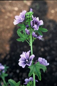 Malva sylvestris geen maat specificatie 0,55L/P9cm - afbeelding 2