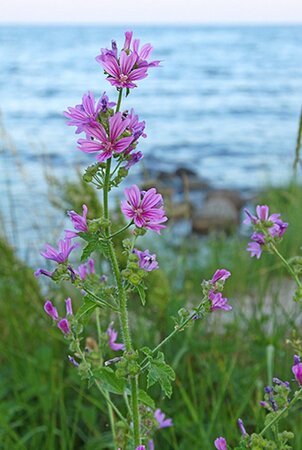 Malva sylvestris geen maat specificatie 0,55L/P9cm - image 1