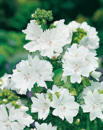 Malva moschata 'Alba' geen maat specificatie 0,55L/P9cm - afbeelding 2