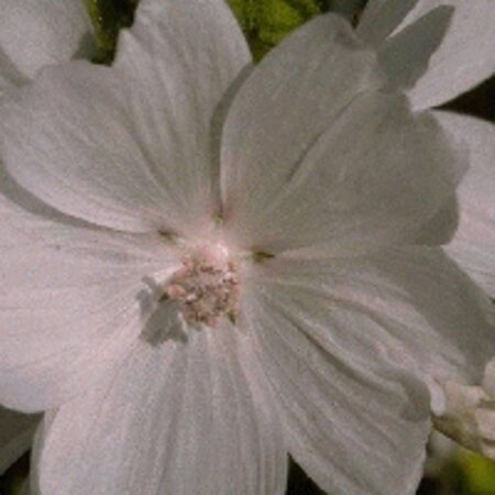 Malva moschata 'Alba' geen maat specificatie 0,55L/P9cm - afbeelding 3