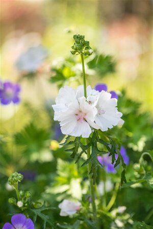 Malva moschata 'Alba' geen maat specificatie 0,55L/P9cm
