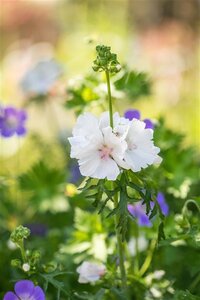 Malva moschata 'Alba' geen maat specificatie 0,55L/P9cm