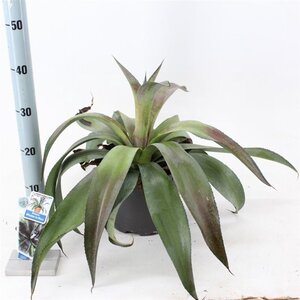 Mangave Mad About Man. Miss.to Mars 30-35 cm cont. 5,0L