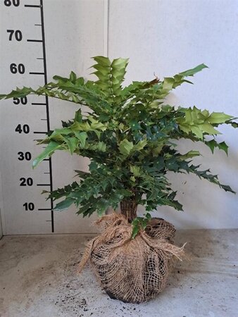 Mahonia media 'Charity' 40-50 cm met kluit - afbeelding 1