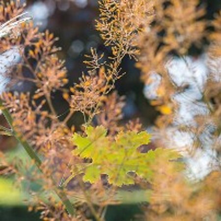 Macleaya m. 'Kelway's Coral Plume' geen maat specificatie 0,55L/P9cm - afbeelding 2