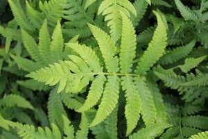 Pentarhizidium orientale = Matteuccia orientalis geen maat specificatie 0,55L/P9cm