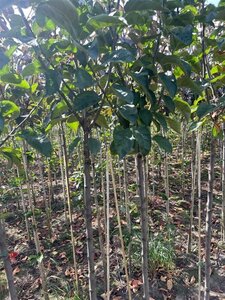 Malus 'Profusion' 6-8 Halfstam wortelgoed