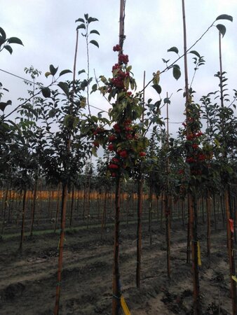 Malus 'Professor Sprenger' 6-8 Hoogstam wortelgoed - afbeelding 2