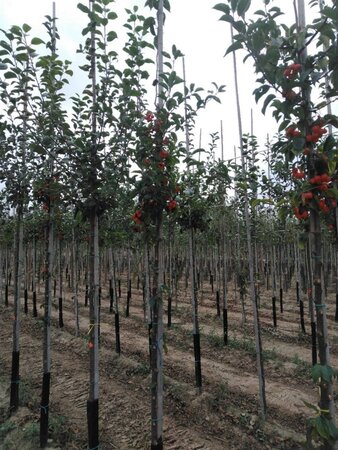 Malus 'Professor Sprenger' 6-8 Hoogstam wortelgoed - afbeelding 3