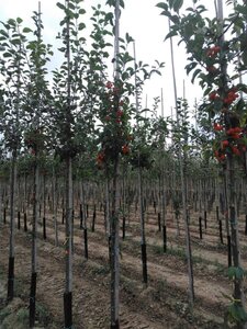 Malus 'Professor Sprenger' 6-8 Hoogstam wortelgoed - afbeelding 3