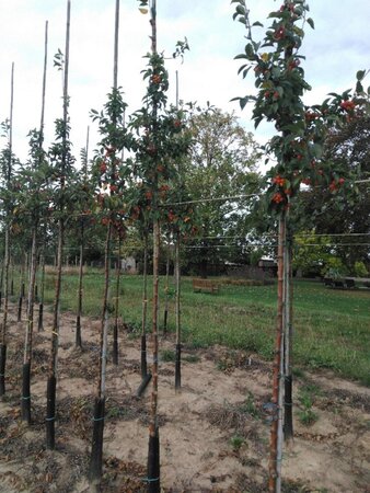 Malus 'Professor Sprenger' 6-8 Hoogstam wortelgoed - afbeelding 4