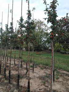 Malus 'Professor Sprenger' 6-8 Hoogstam wortelgoed - afbeelding 4