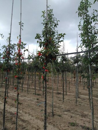 Malus 'Professor Sprenger' 6-8 Hoogstam wortelgoed - afbeelding 1