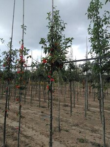 Malus 'Professor Sprenger' 6-8 Hoogstam wortelgoed