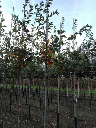 Malus 'Professor Sprenger' 6-8 Hoogstam wortelgoed - afbeelding 5