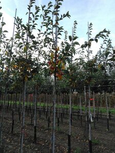 Malus 'Professor Sprenger' 6-8 Hoogstam wortelgoed - afbeelding 5