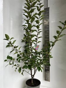 Malus 'Red Sentinel' 100-120 cm cont. 10L - afbeelding 2