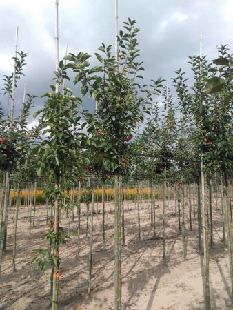 Malus 'Red Sentinel' 6-8 Hoogstam wortelgoed - afbeelding 3