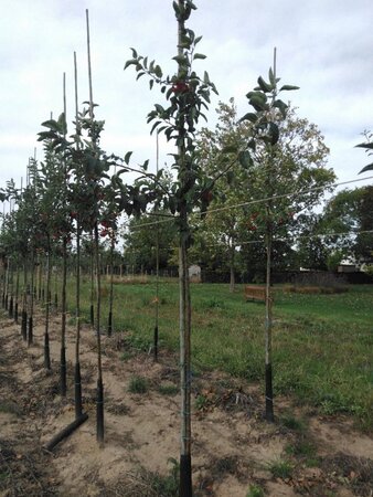 Malus 'Red Sentinel' 6-8 Hoogstam wortelgoed - afbeelding 5