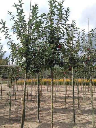 Malus 'Red Sentinel' 8-10 Hoogstam wortelgoed - afbeelding 2