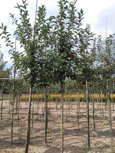 Malus 'Red Sentinel' 8-10 Hoogstam wortelgoed - afbeelding 2