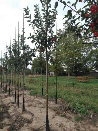 Malus 'Red Sentinel' 8-10 Hoogstam wortelgoed - afbeelding 6