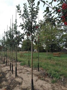 Malus 'Red Sentinel' 8-10 Hoogstam wortelgoed - afbeelding 6