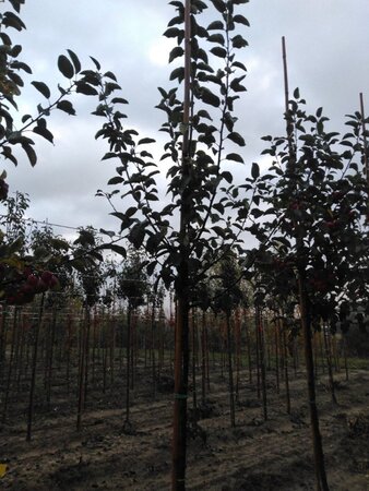 Malus 'Red Sentinel' 8-10 Hoogstam wortelgoed - afbeelding 4