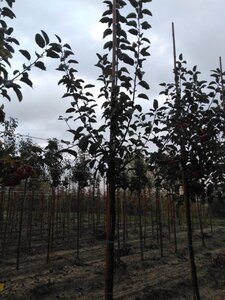 Malus 'Red Sentinel' 8-10 Hoogstam wortelgoed - afbeelding 4