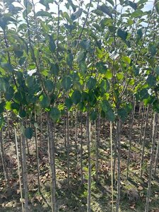 Malus 'Rudolph' 6-8 Halfstam wortelgoed