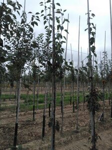 Malus 'Rudolph' 6-8 Hoogstam wortelgoed