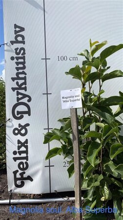 Magnolia soul. 'Alba Superba' 100-125 cm RB