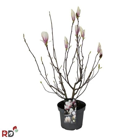 Magnolia soul. 'Alba Superba' 80-100 cm cont. 7,5L