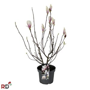 Magnolia soul. 'Alba Superba' 80-100 cm cont. 7,5L