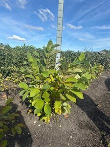 Magnolia sieboldii 100-125 cm met kluit