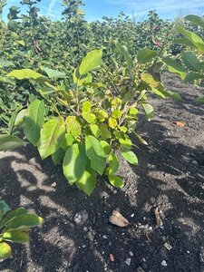 Magnolia sieboldii 60-80 cm met kluit