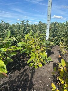 Magnolia sieboldii 80-100 cm RB