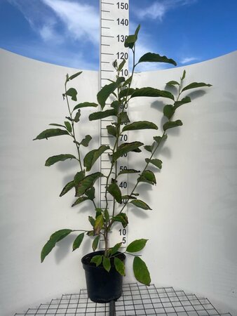 Magnolia soulangeana 100-125 cm cont. 7,5L - afbeelding 1