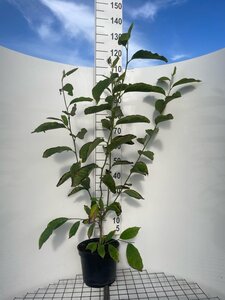 Magnolia soulangeana 100-125 cm cont. 7,5L