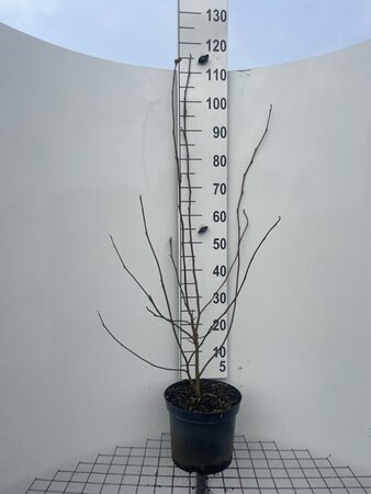 Magnolia soulangeana 100-125 cm cont. 7,5L - afbeelding 2